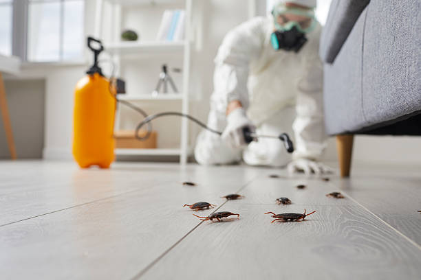 Post-Treatment Bed Bug Interceptor Monitoring in Stanwood
